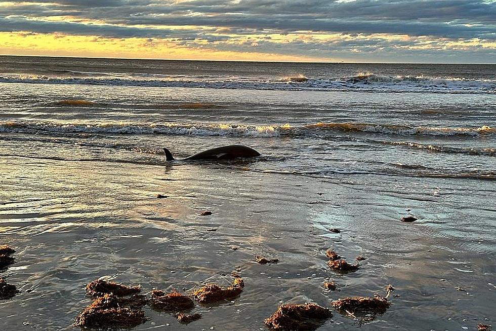 Another stranded dolphin, not a whale, reported off Atlantic City