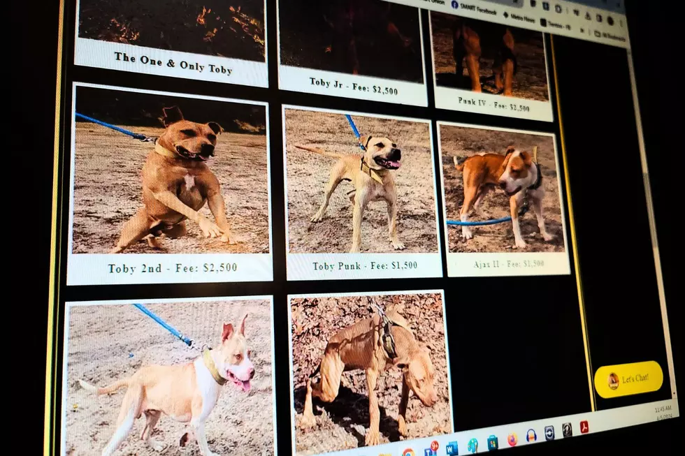 Royal Bull Kennel website