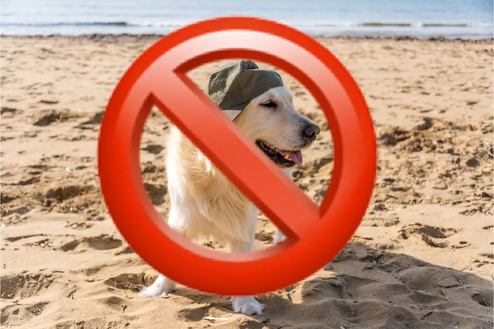 It&#8217;s about time to get dogs off New Jersey beaches (Opinion)