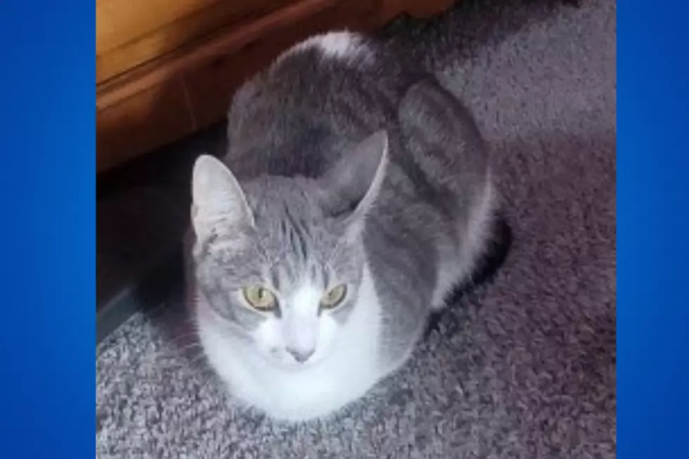 Justice for Ellie: NJ sicko gets max prison for sex-torture of cat