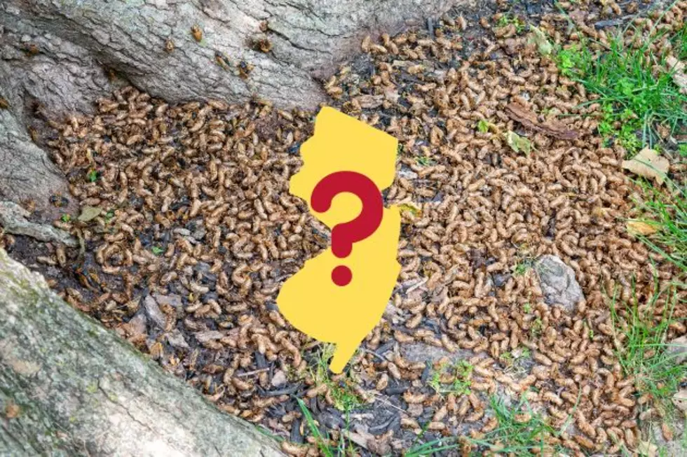 Cicada invasion to suffocate much of U.S. — is NJ safe?