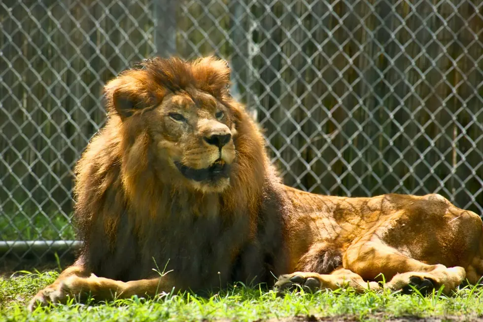 NJ zoo mourns death of friendly lion ‘Simba’