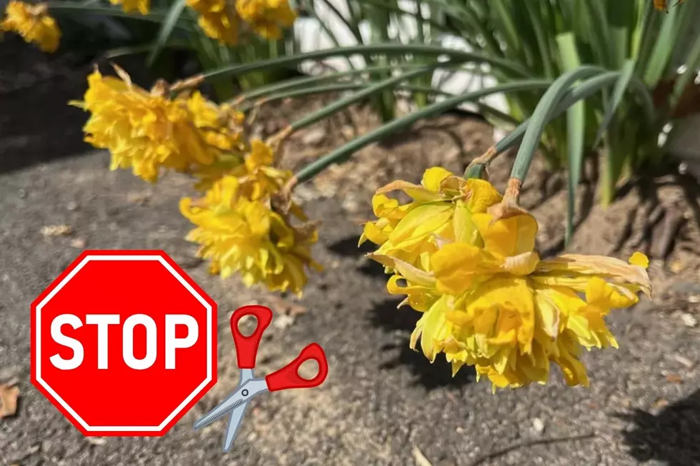Two conflicting things to never do with daffodils in NJ