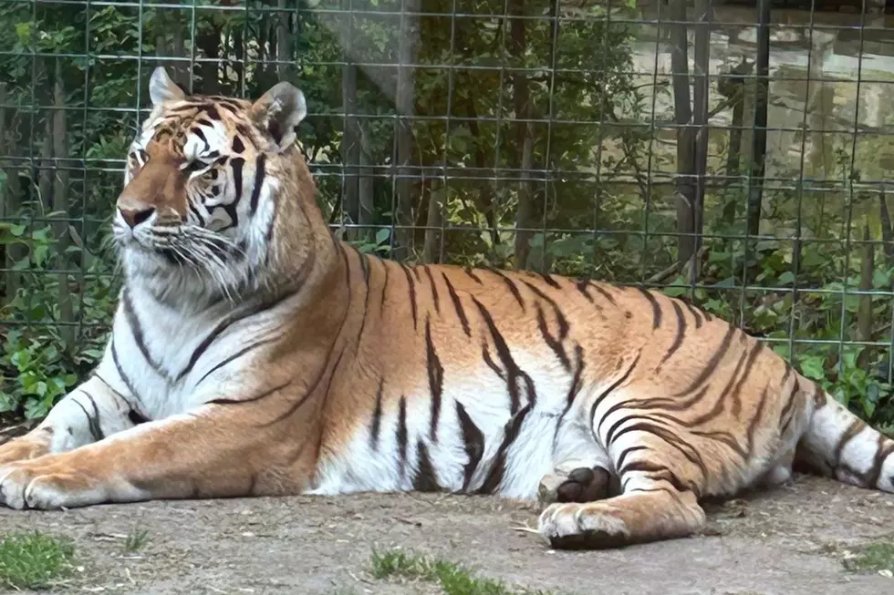 Where to find these tigers in NJ — South Jersey&#8217;s best kept secret