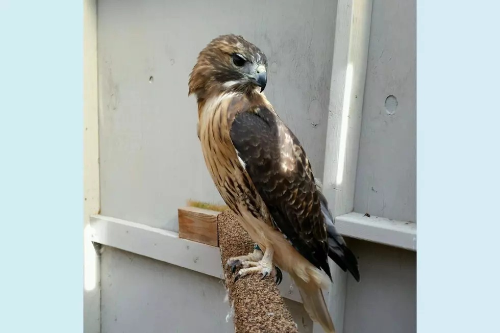 The Raptor Trust Facebook