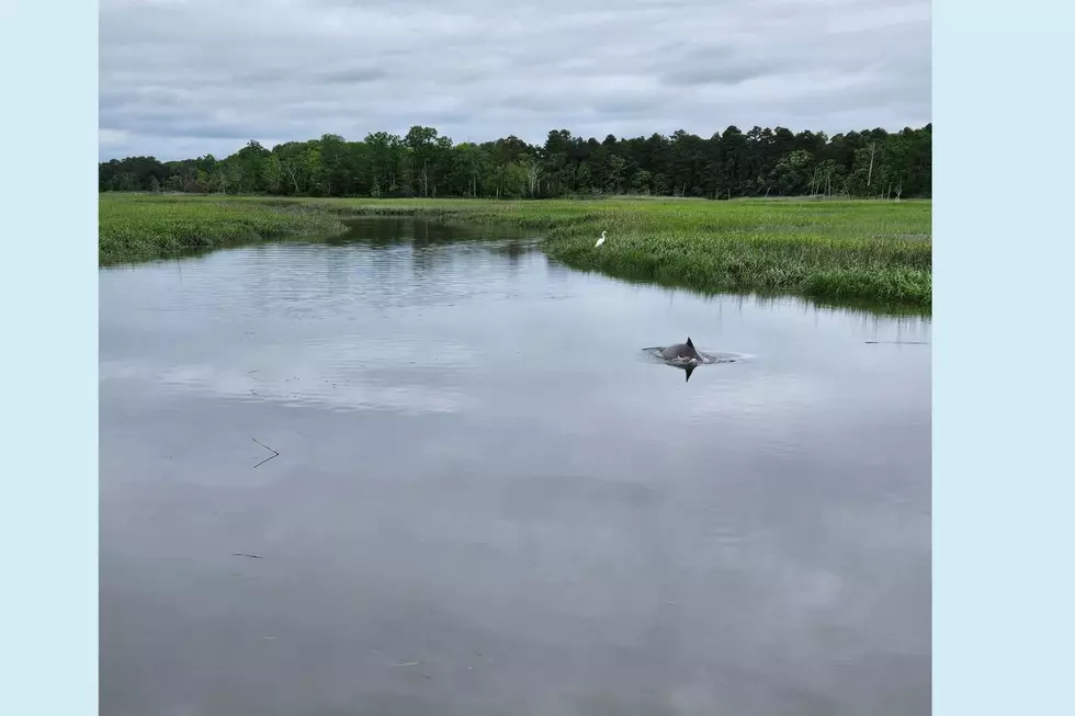 NJ marine experts work to free stranded dolphin from Cape May creek