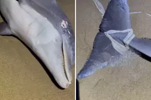 Dolphin found in gruesome condition on Long Branch beach
