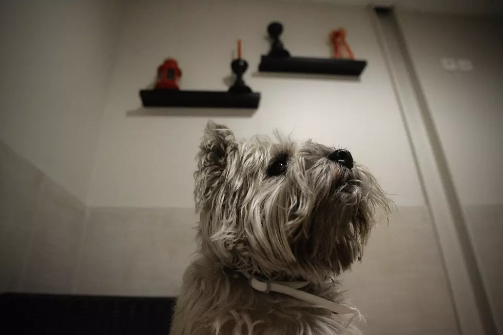 'Actuel Dogs' - Luxury Dogs Hotel Visit