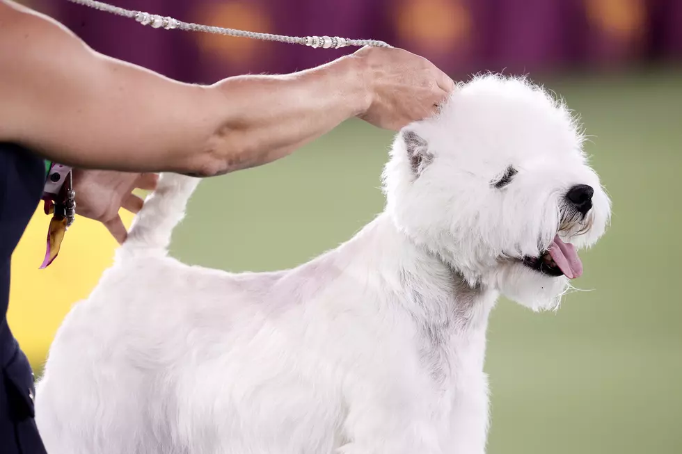 145th Annual Westminster Kennel Club Dog Show