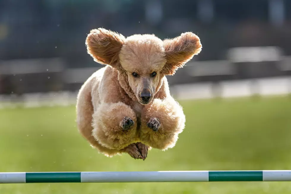 Launch Of Crufts 2024