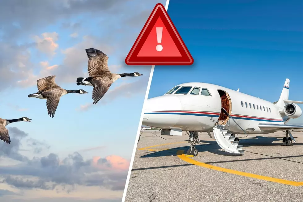 NJ airport says safety is priority, as group protests geese killing