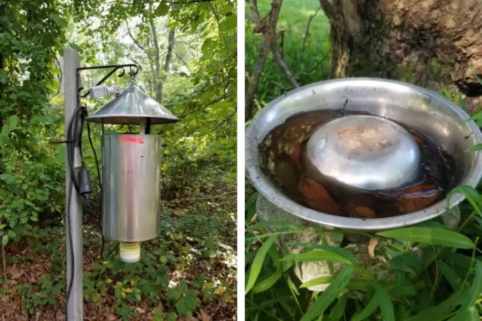 New Jersey Light Traps; Dog water dish turned upside down but still holding water, leaves and mosquito larvae. (NJDEP)