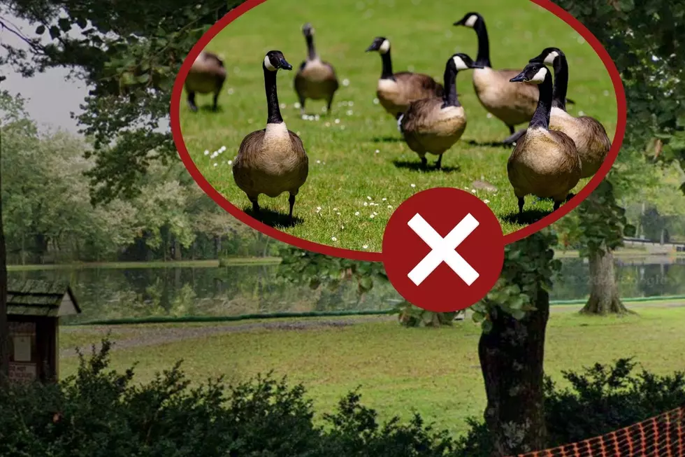 Outrage over NJ town’s plans for geese ‘infestation’