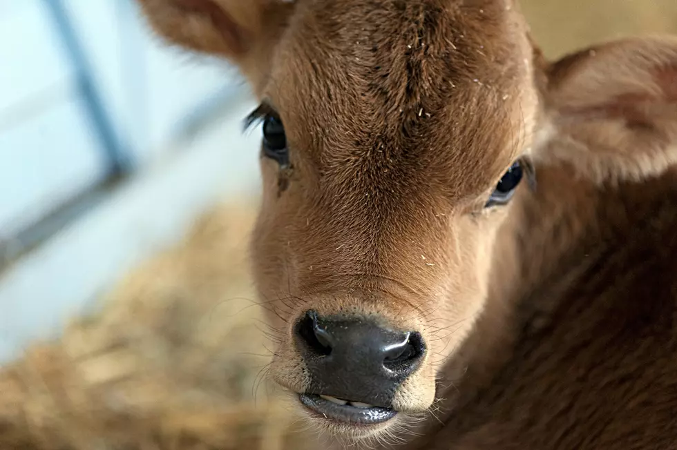 Your family can bottle-feed this adorable mini cow on NJ farm