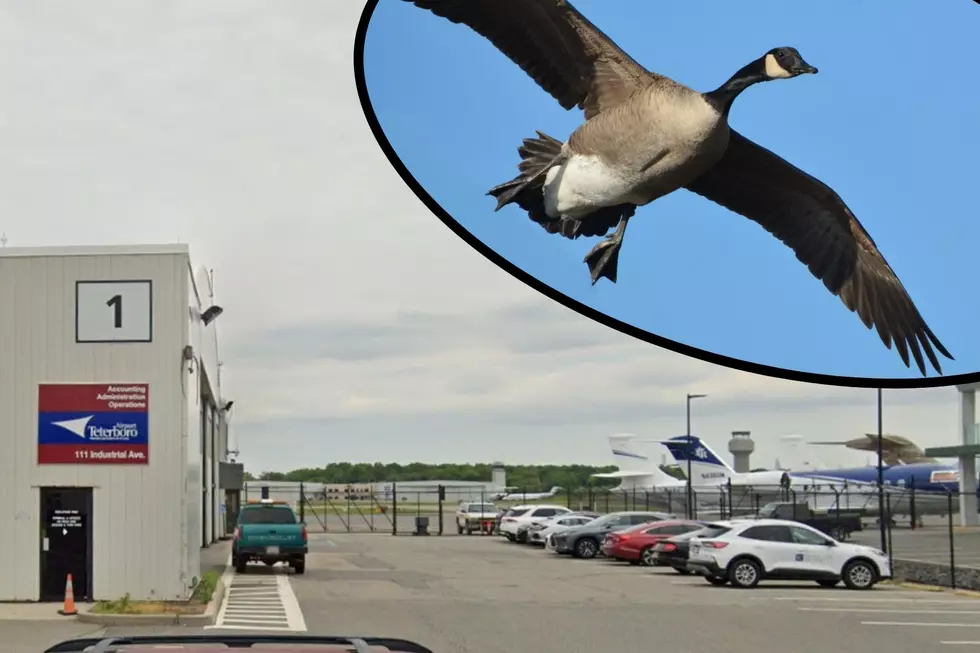 NJ airport says safety is key, as group protests geese killing
