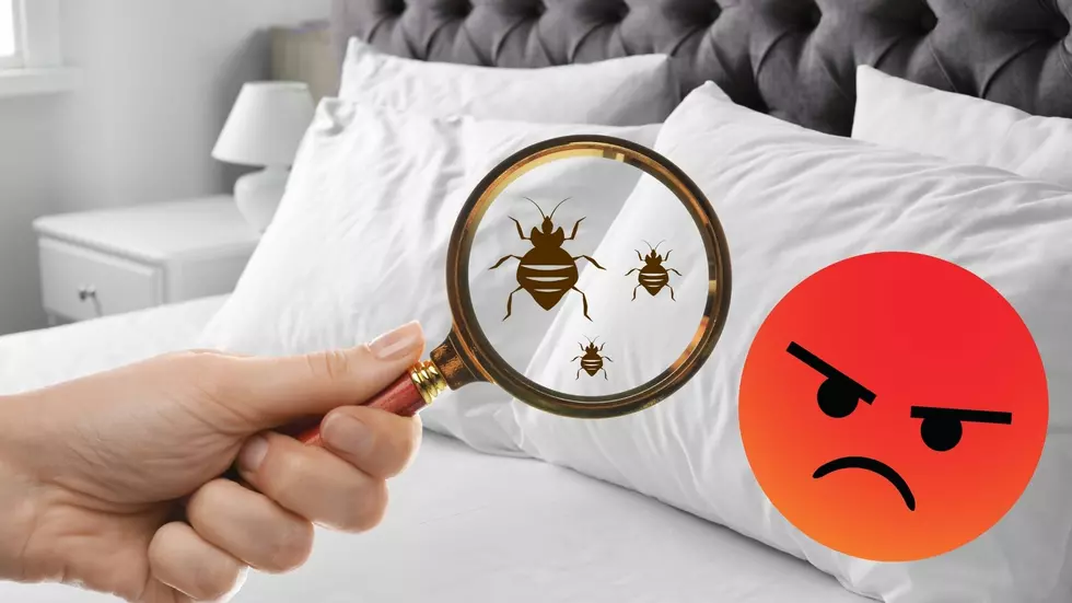 Bed bug ranking angers office of mayor running for NJ governor