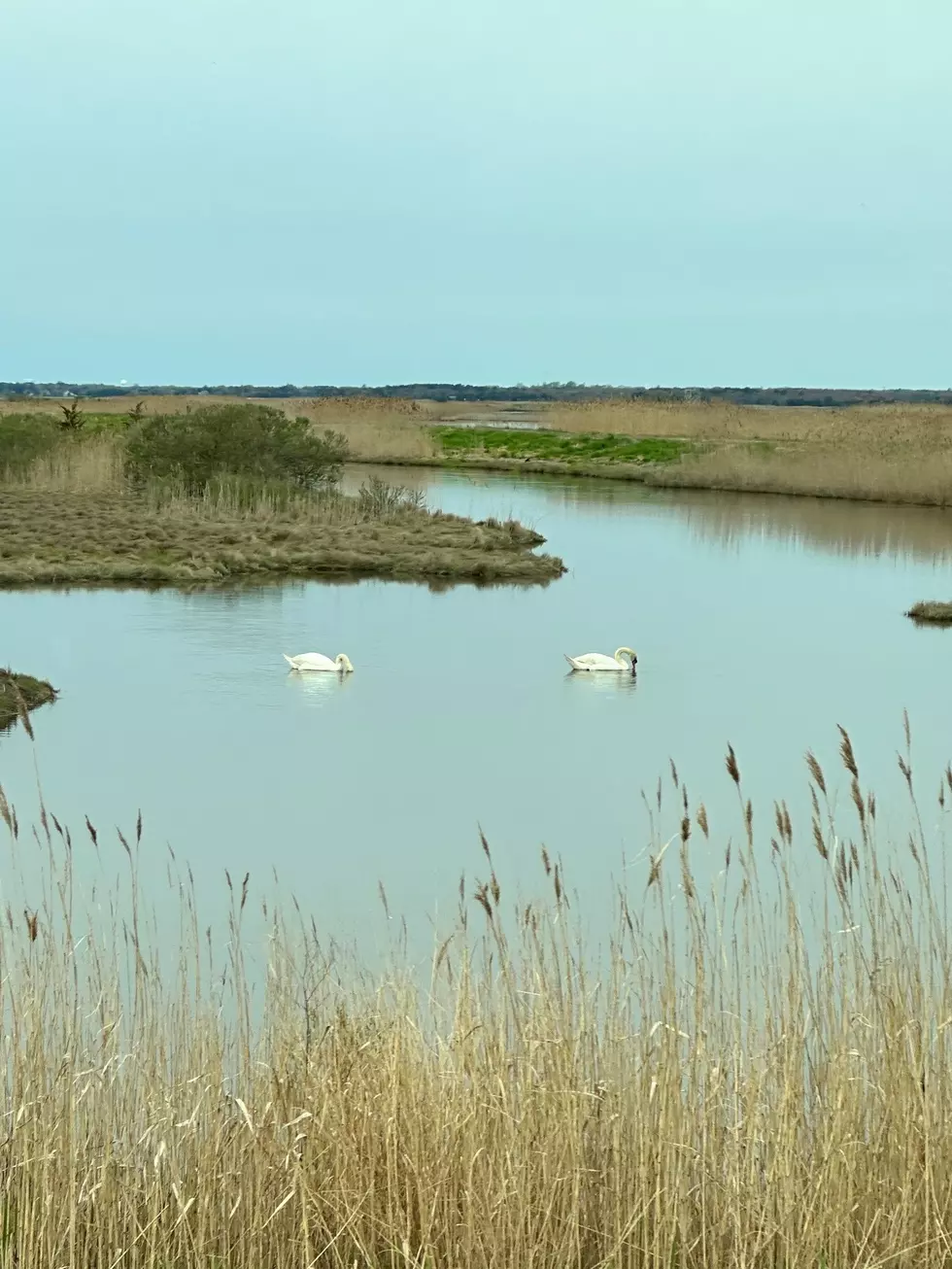 Edwin B. Forsythe National Wildlife Refuge. (Sergio Bichao/Townsquare Media)