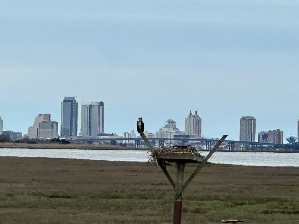 A bald eagle perching at the Edwin B. Forsythe National Wildlife Refuge. (Sergio Bichao/Townsquare Media)