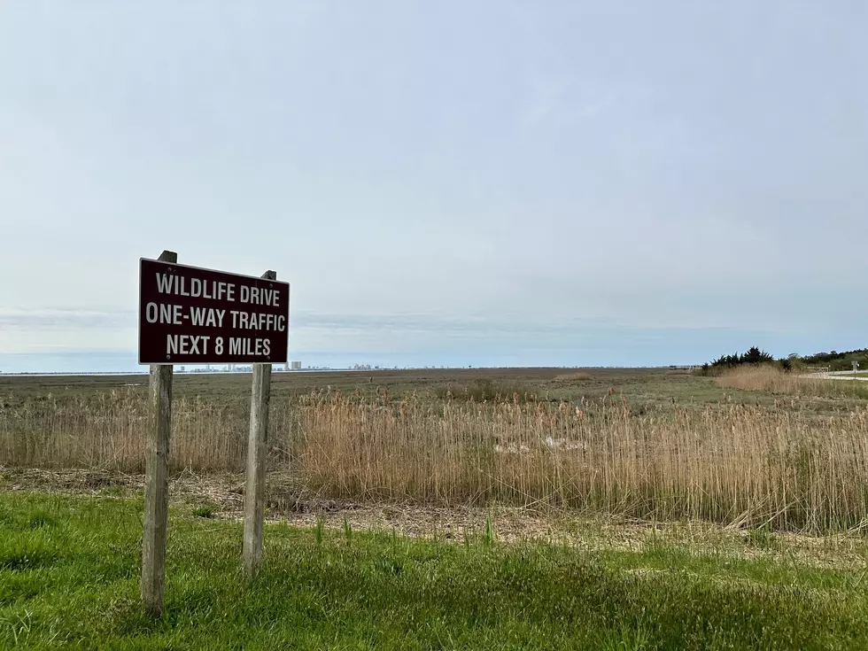 Wildlife Drive at the Edwin B. Forsythe National Wildlife Refuge. (Sergio Bichao/Townsquare Media)
