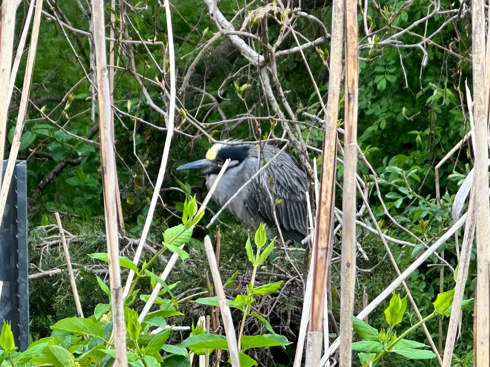 Nesting birds at the Ocean City Rookery alongside the Route 52 causeway. (Sergio Bichao/Townsquare Media)