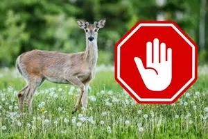 Too many deer! There's still no clear answer on what NJ should do