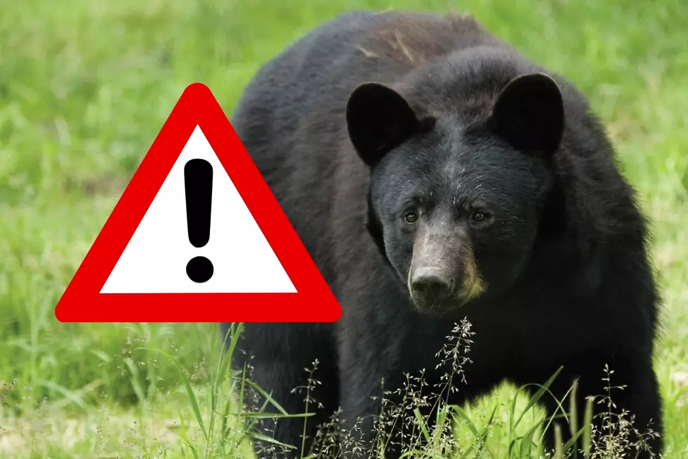 Watch out! Bear mauls pet dog to death in NJ town and injures another
