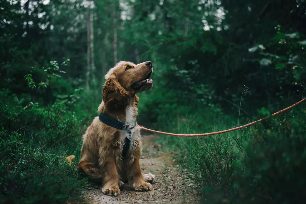 Advancing Together: The Evolution of Dog Collars into High-Tech Gadgets