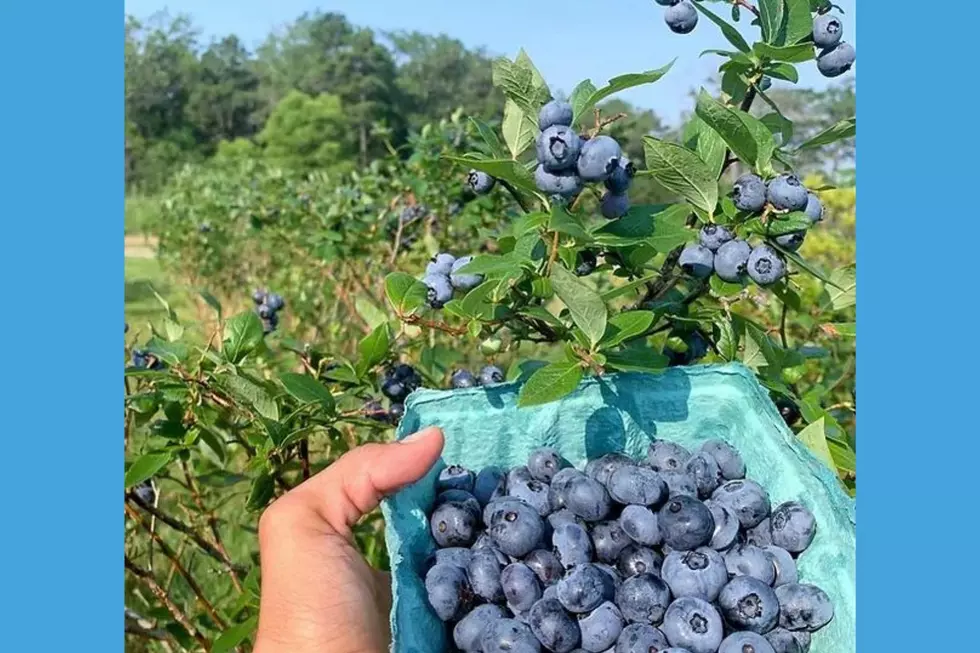 Blueberry Festival (Argos Farm)