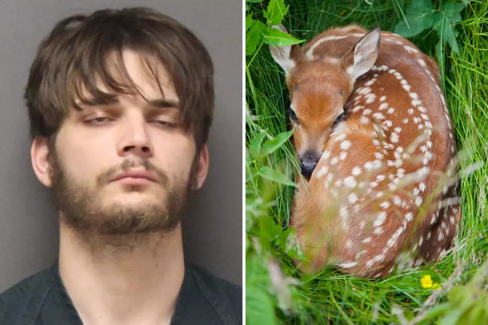 NJ shoplifting suspect arrested with baby deer in grocery bag
