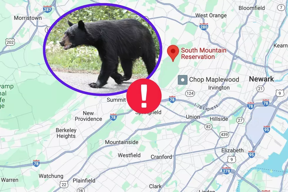 Bear has to be shot in NJ park after scary encounter with child