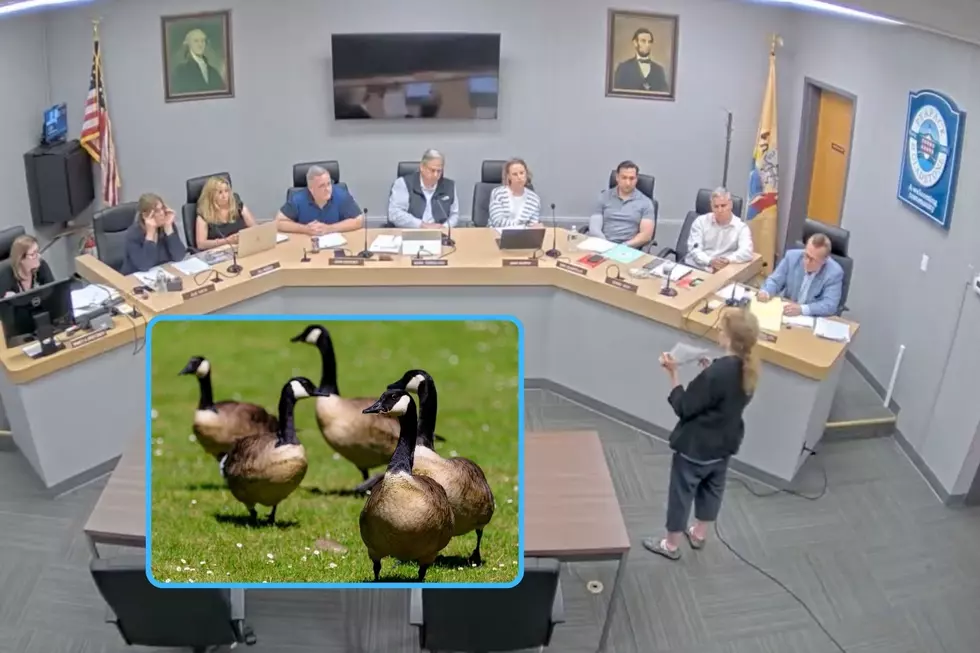 NJ town proceeds with controversial geese plan, despite protests