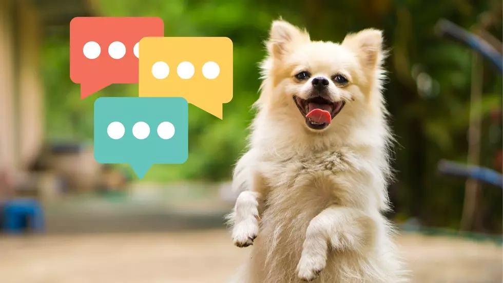 This NJ dog knows nearly 200 words. There’s video to prove it