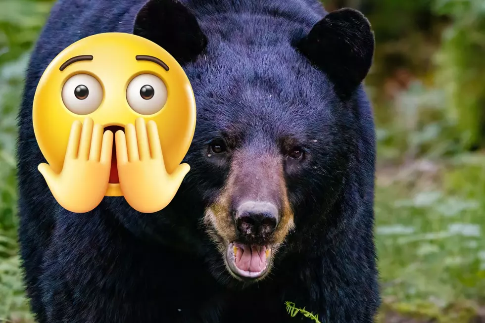 Terrifying bear encounter for NJ mom and daughter — NJ Top News