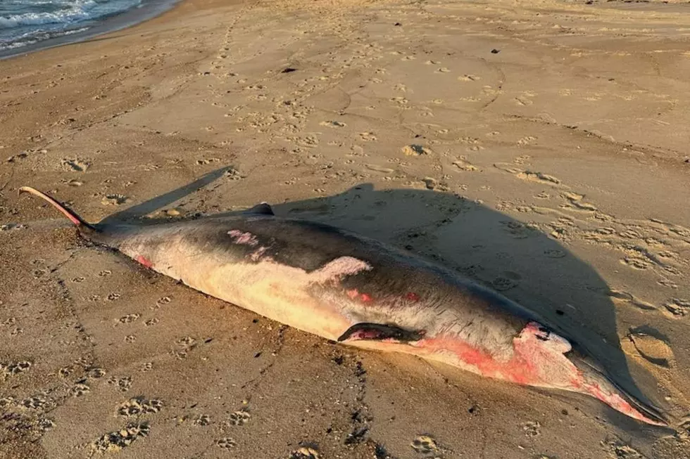 &#8216;Mystery whale&#8217; is second of year to strand at Jersey Shore