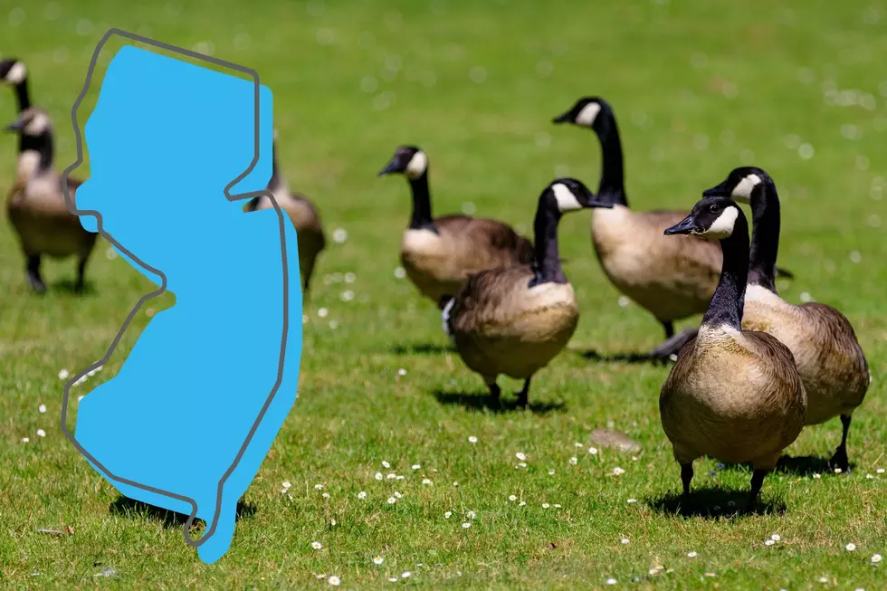 NJ should not be in the business of killing geese (Opinion)