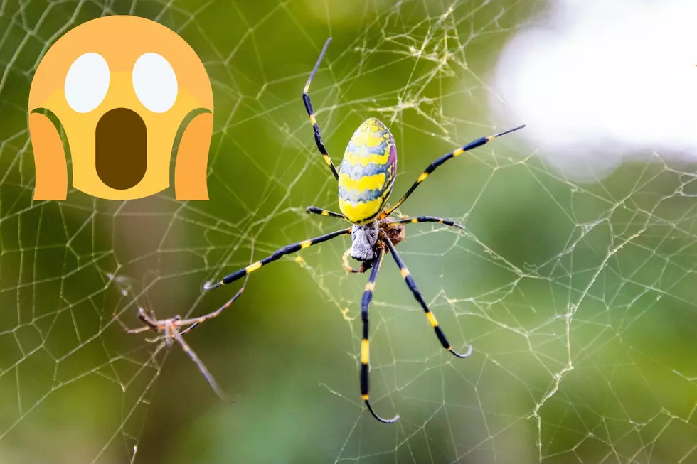 Spider invasion in NJ? What to know about the giant Joro spider