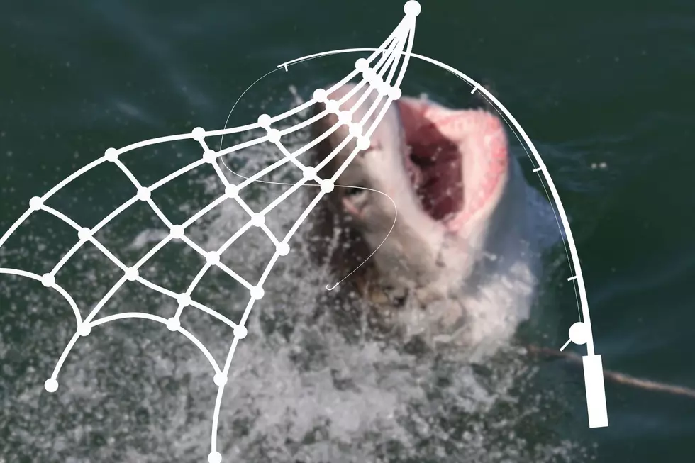 Fisherman, all alone, encounters great white shark off NJ shore