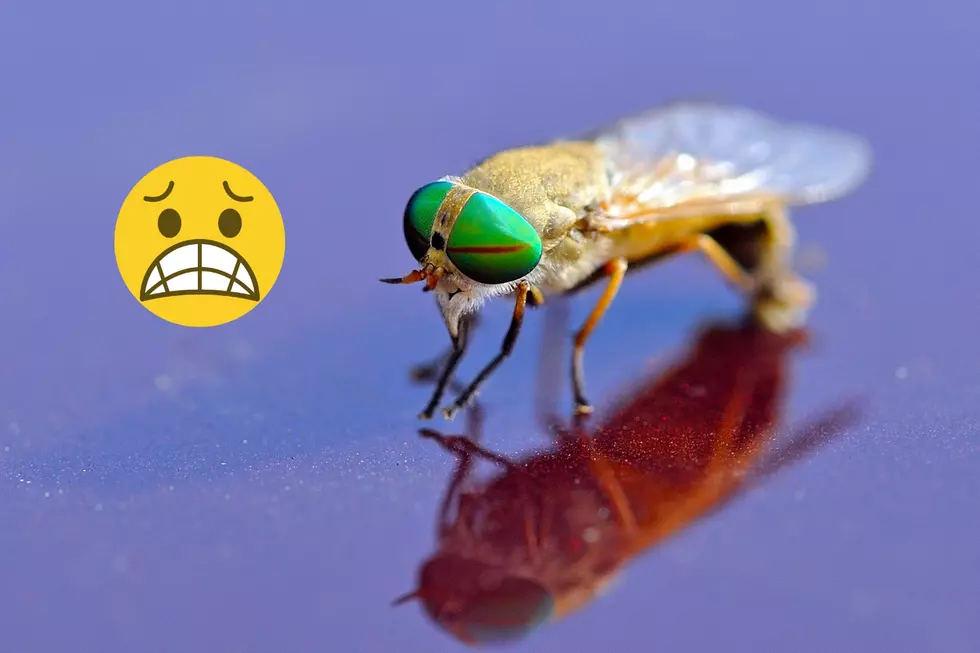 The ultimate Jersey Shore guide to biting greenhead flies
