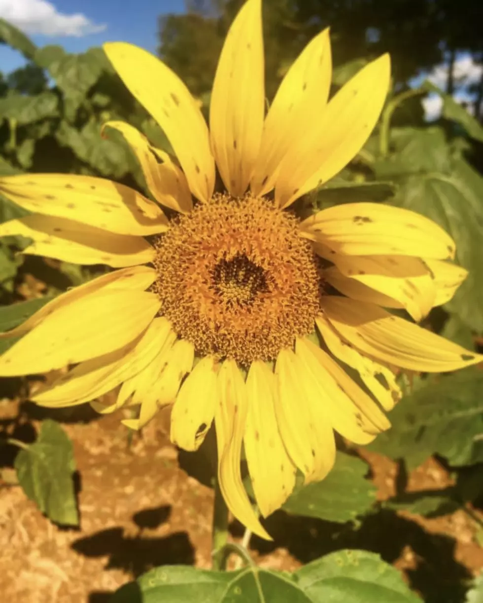 Nothing Says Summer Like Sunflowers
