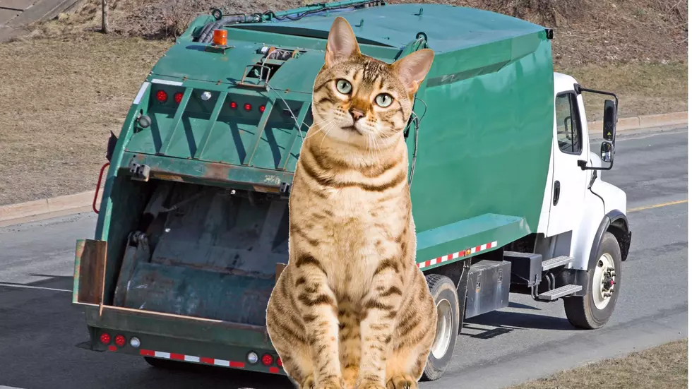 Cat in trash compactor saved by worker gets insanely perfect name