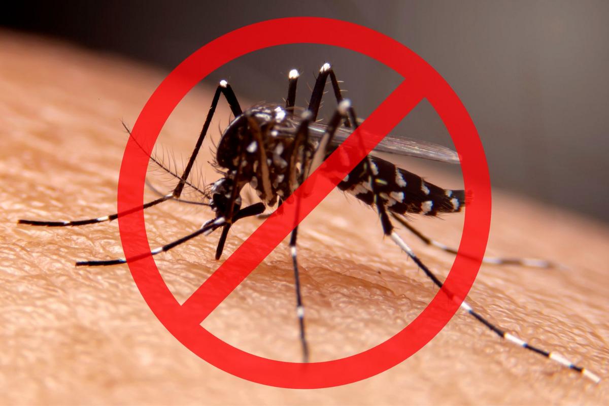 NJ Mosquitoes and Why They Bite Most Often