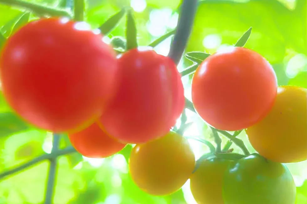 Simple trick to help your NJ tomato plant produce more