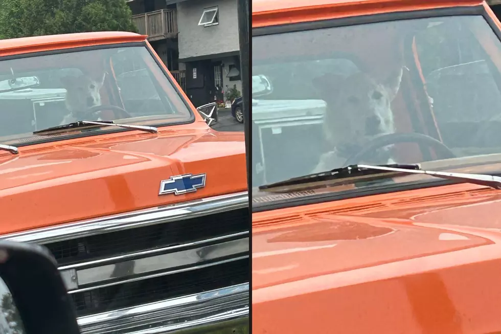 Have you ever seen a dog driving a car?