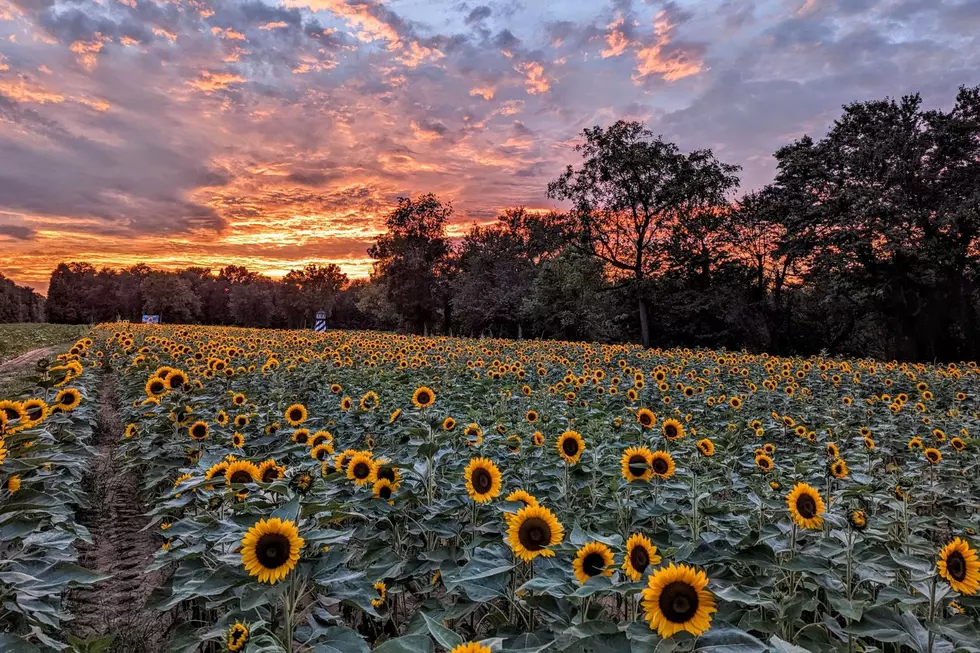 Here are 10 gorgeous NJ sunflower fields to visit in late summer