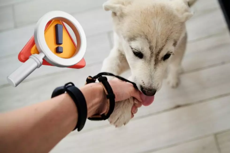 Dog trainers in NJ don’t have to be certified — should that change?