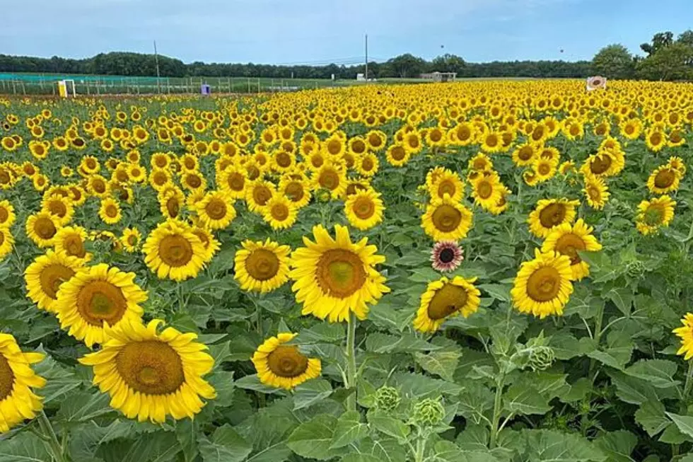 Happy Day Farm, Manalapan (Courtesy of Happy Day Farm)