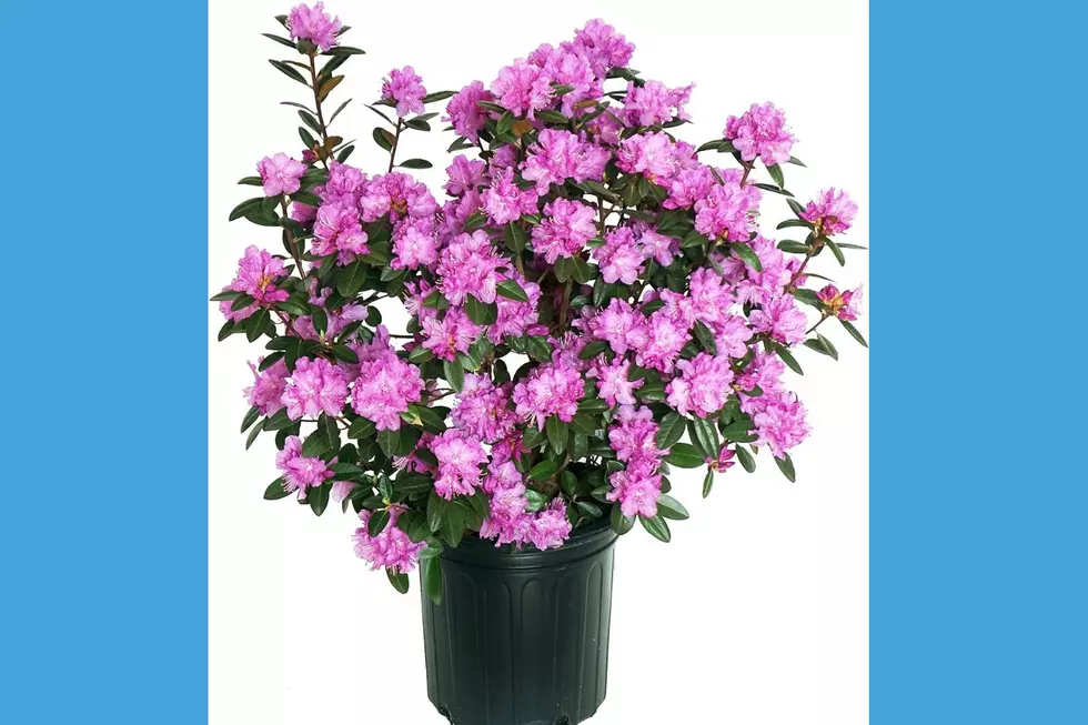 Rhododendron (Amazon)