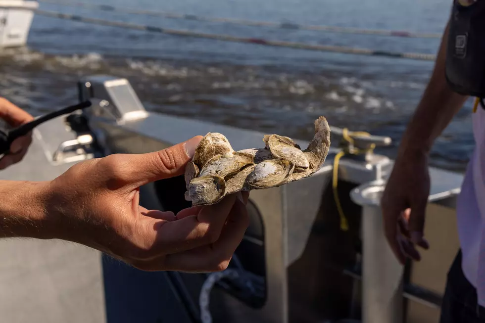 Shell Recycling Program (NJDEP)