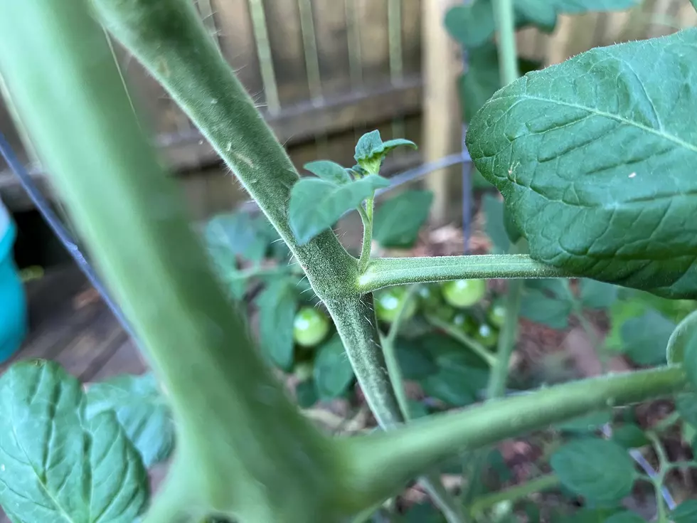 Cherry tomato plant
