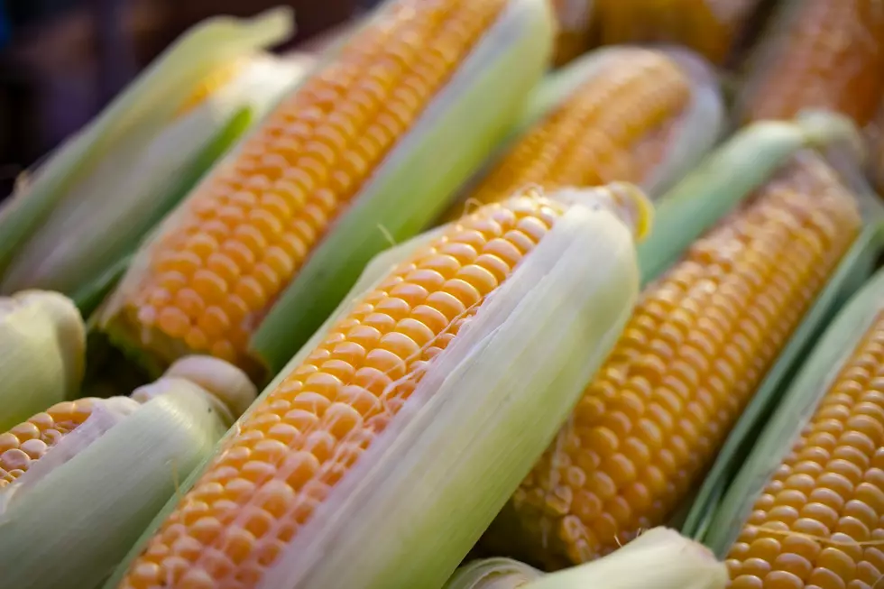 Big Joe’s tutorial on Jersey Corn: Here is what you need to know